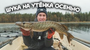 ЩУКА НА УТЁНКА поздней осенью . Ловля щуки на поверхностные приманки осенью.