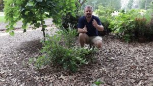 'Sixteen Candles' Clethra in 2 Min - Fragrant Flowers for Pollinators??