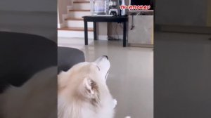 Первая в мире поющая хаски. Собака поёт. Singing dog