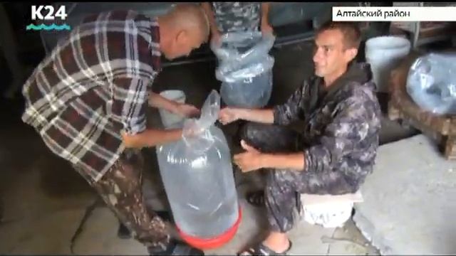 Мальков пеляди выпустили в пруд алтайского села смотреть онлайн