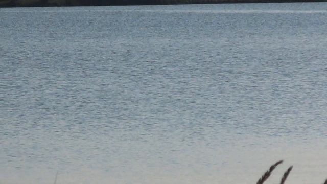 Брянск озеро Визивля-Барсучья грива смотреть онлайн