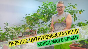 Перенос цитрусовых после зимовки на улицу. Что на участке в мае Крыму.