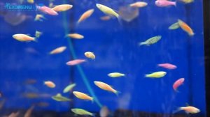 Данио рерио - светящиеся разноцветные рыбки!