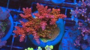PC Rainbow Acro. «REEF EXCLUSIVE»
