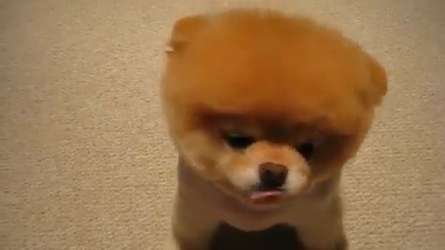 ПРИКОЛЫ 2017 С ЖИВОТНЫМИ! смешная Собака - умиление вызывака. смотреть онлайн