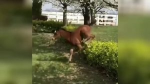 Забавные животные №56