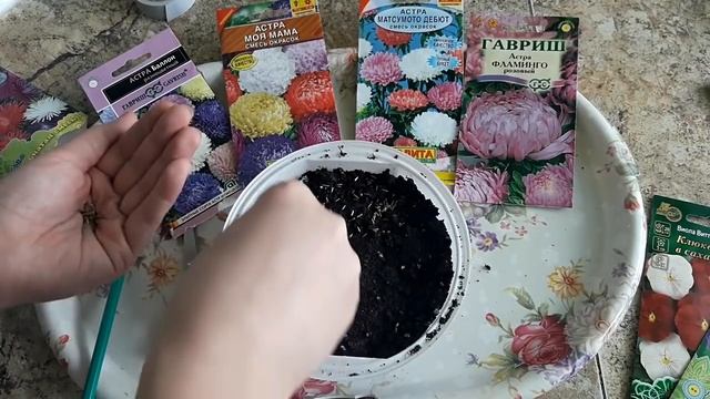 Астры выращивание рассады 2019 Простой способ выращивания смотреть онлайн