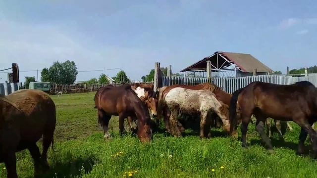 #ЖЕРЕБЕЦ#ЛОШАДИ#ЖЕРЕБЯТА# смотреть онлайн