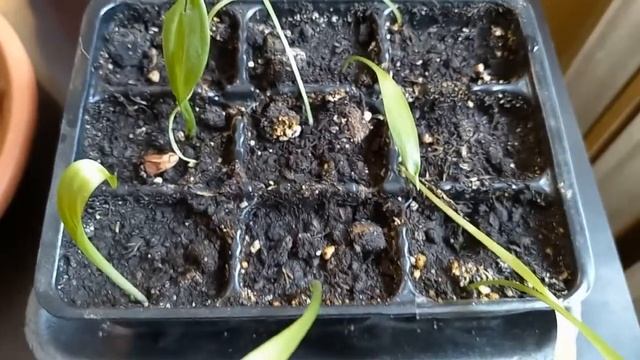 Размножение лилий чешуйками смотреть онлайн