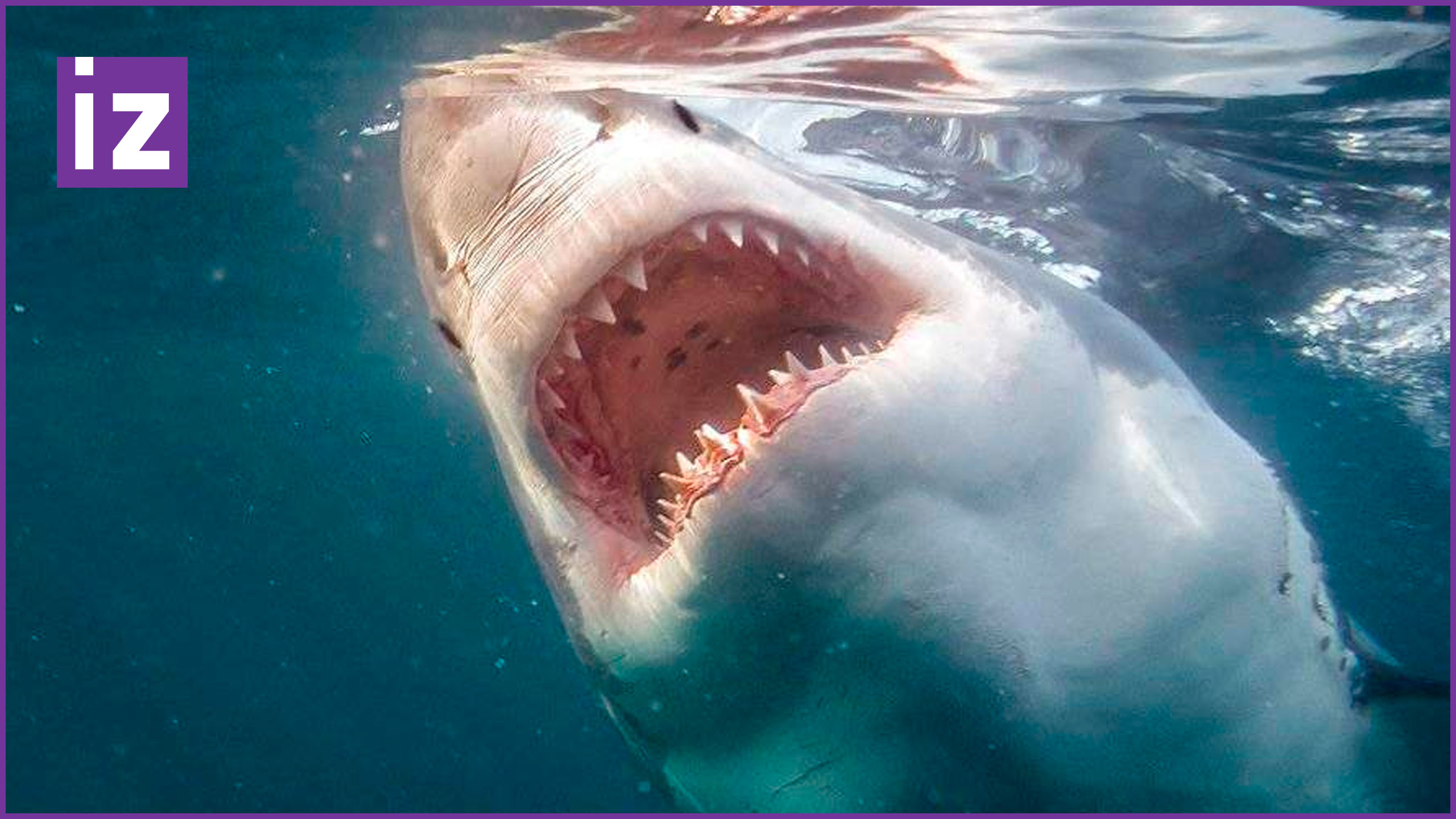 Нападение акулы в море. Черноморская акула Катран. Нападение акулы в Хургаде 2022. Акулы в черном море.