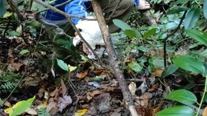 Гриб Львиная грива. Lion's mane mushroom.