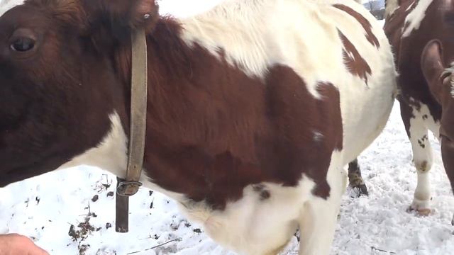 Первая прогулка после отела . смотреть онлайн