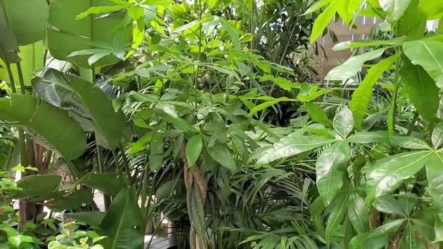 Plant Prices are DROPPING and I'm Here for It! смотреть онлайн