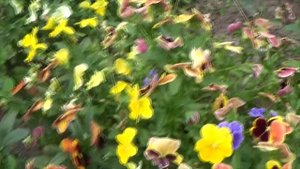 Виола Анютины глазки летом