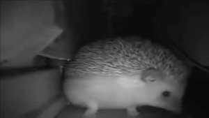 ежик чихнул и пукнул одновременно но не рыгнул