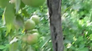 Осенняя Коршиковой