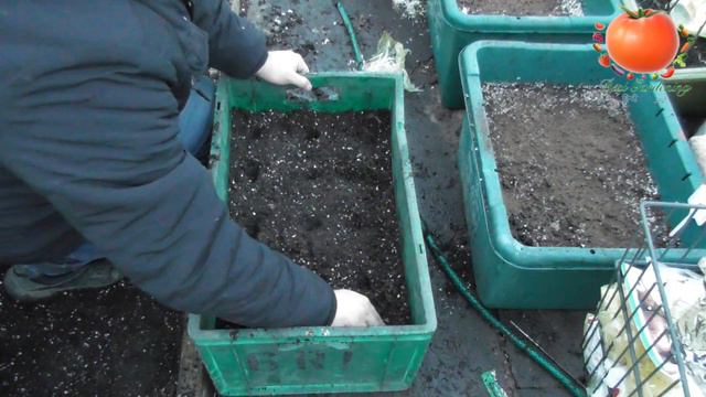 ★ Growing Oxalis In Container (Urdu/Hindi) смотреть онлайн