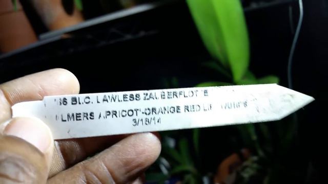 BLC. Lawless Zauberflote orchid смотреть онлайн