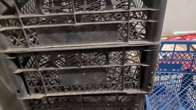 Разведение улиток.Сколько улитка может находится в анабиозе? смотреть онлайн