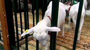 Зааненские козы на выставке Золотая Осень 2010