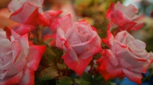 С Днем Рождения, Оля!