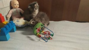 Котята породы Карельский бобтейл