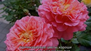Английские розы