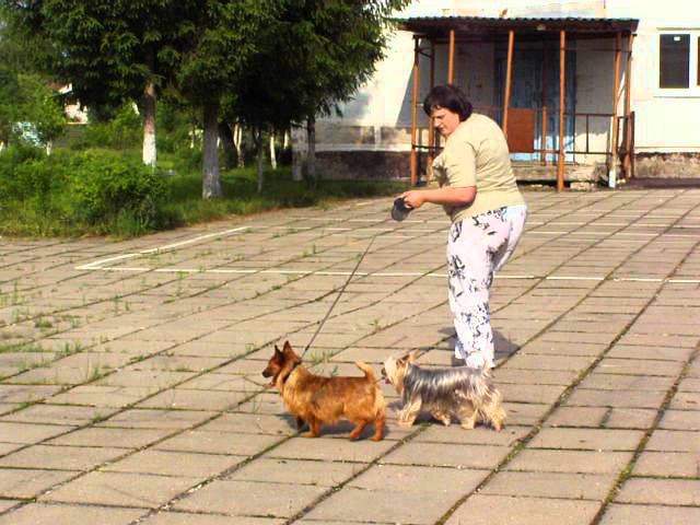 Australian terrier, Outbackred's Thaddeus & Silky  MAC Kamieniecka Terierlandia, male kennel YAKOGOR