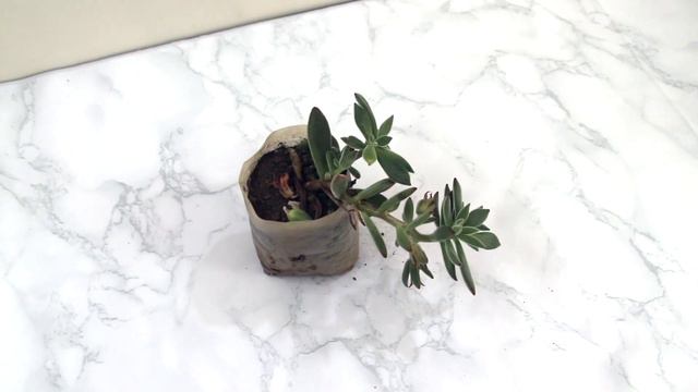 Cactus, Succulent and Creeper Plant Haul || Garden Accessories смотреть онлайн