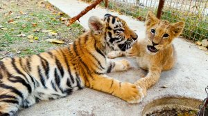 Два львенка на одного тигренка. Тайган