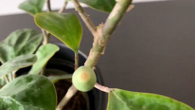 【Ficus deltoidea】フィカス・デルトオイデア