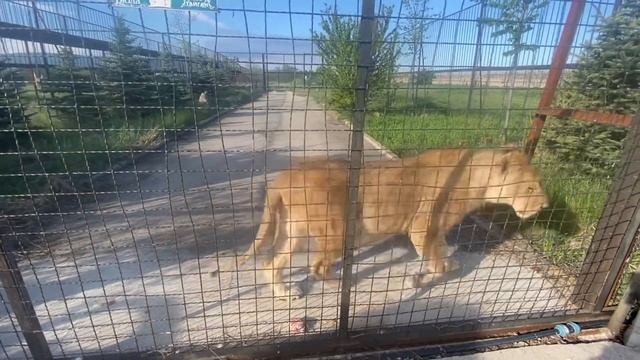 Пришла проведать ЛЬВИЦУ-РОЖЕНИЦУ! смотреть онлайн