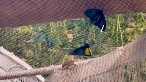 Это Нормально? Посмотрите, что Сейчас Происходит в Дубае