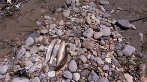 Рыбалка на подкумке поймано за 2часа 4 усача