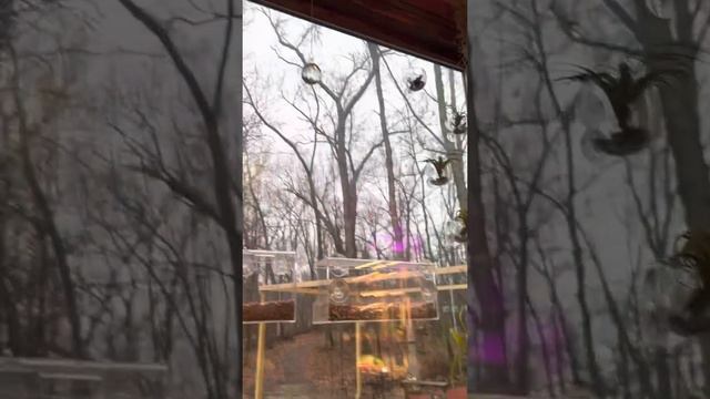 Types of Air Plants and How to Care for Air Plants. Easy Air Plant Care! смотреть онлайн