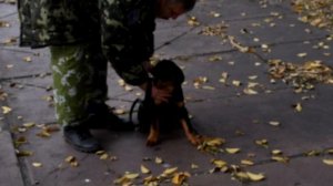 Обучение щенка команде "рядом"