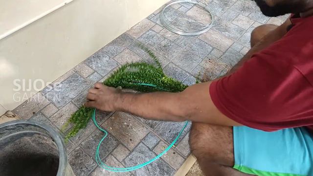 Sleeping Duranta | Plant Care | Love Shape | Valentines Day Special | Malayalam | SIJOseGarden
