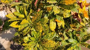 CROTON Plant Care In Hindi ||Golden Dust Plant||Full Care Video||Croton Plant