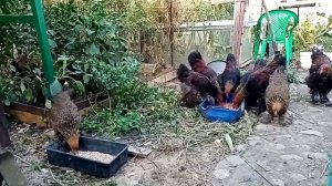 Обзор моего пернатого хозяйства./Брама, Пушкинская, Австролорп черно-пестрый и др. /.