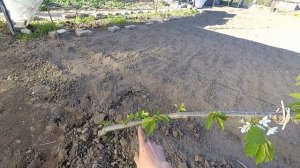 черешня по УФО. Второй год вегитации.