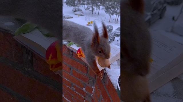 Весенняя   белочка )