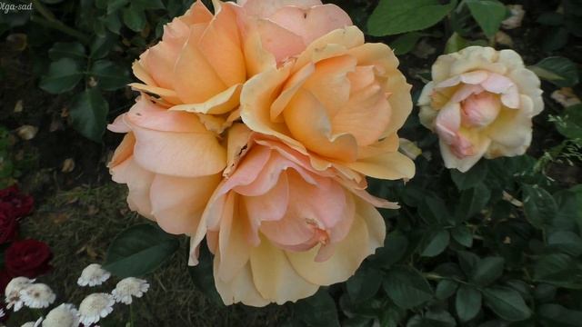 Роза флорибунда Хансештадт Росток. смотреть онлайн