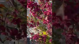 ДЕКОРАТИВНАЯ ЯБЛОНЯ "НЕДЗВЕДСКОГО",САКУРА,ЯПОНСКИЙ БЕРЕСКЛЕТ!15 АПРЕЛЯ 2023 Г.МАМУЛЯ ВИДЕО ДЛЯ ТЕБЯ