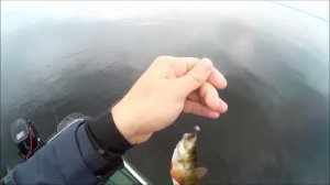 Ладожский окунь. Кошкино.