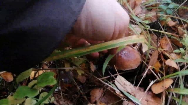 В царстве благородных смотреть онлайн