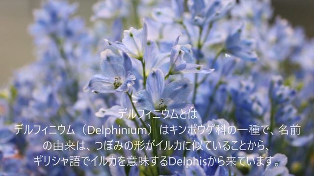 愛の花～デルフィニウム～/阿部 卓馬 смотреть онлайн