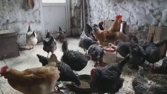Обустройство курятника красиво и функционально