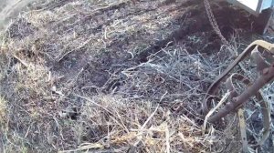 УБОРКА СУХОЙ БОТВЫ С ОГОРОДА МОТОБЛОКОМ