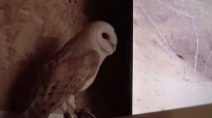 Сова летает по дому - сипуха Тютелька