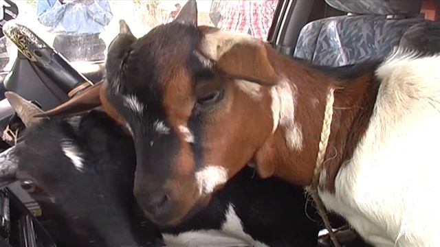 Thugs nabbed with goats in Ipsum car смотреть онлайн